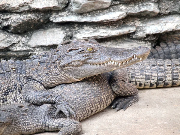 Krokodiler på nära håll i thailand — Stockfoto
