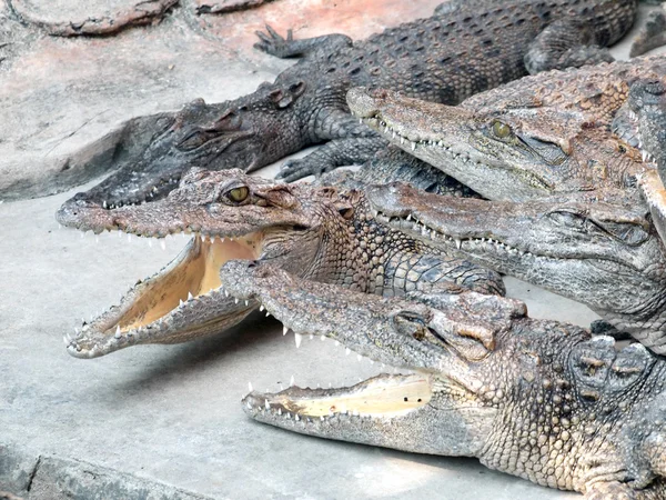 Krokodilok közelről, Thaiföld — Stock Fotó