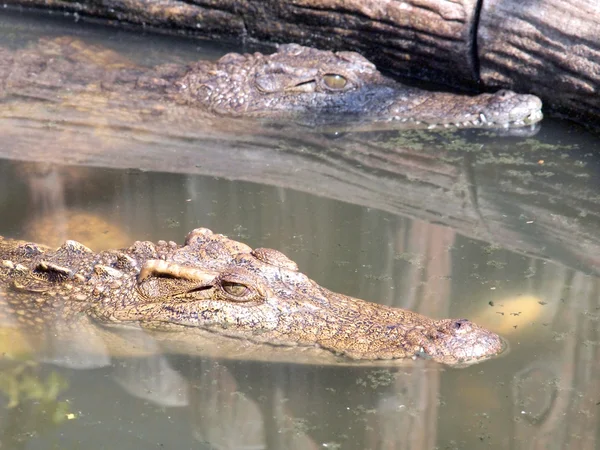 Crocodilii se închid în Thailanda — Fotografie, imagine de stoc