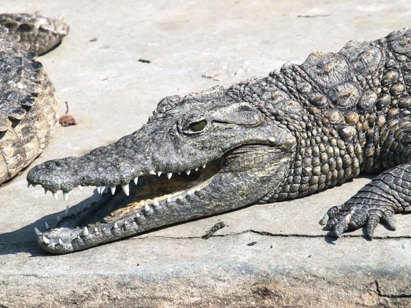 Krokodiler på nära håll i thailand — Stockfoto