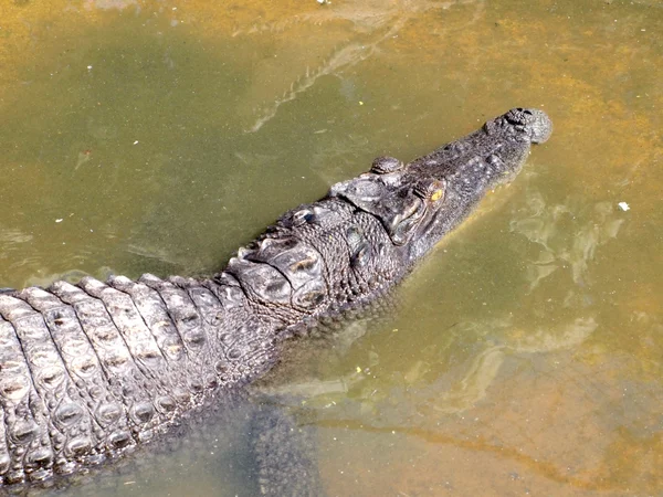 Crocodilos de perto na Tailândia — Fotografia de Stock