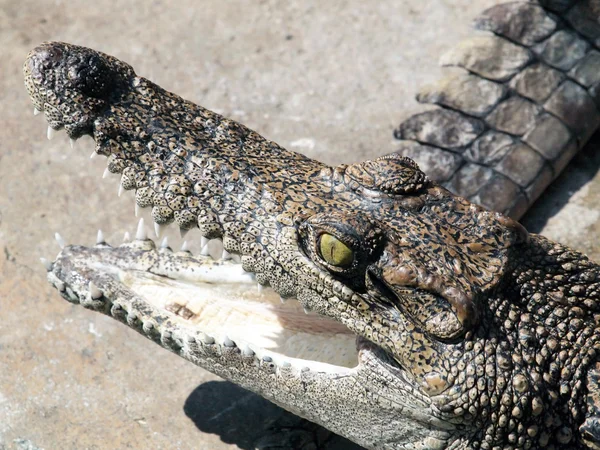 Krokodiller tæt på i Thailand - Stock-foto