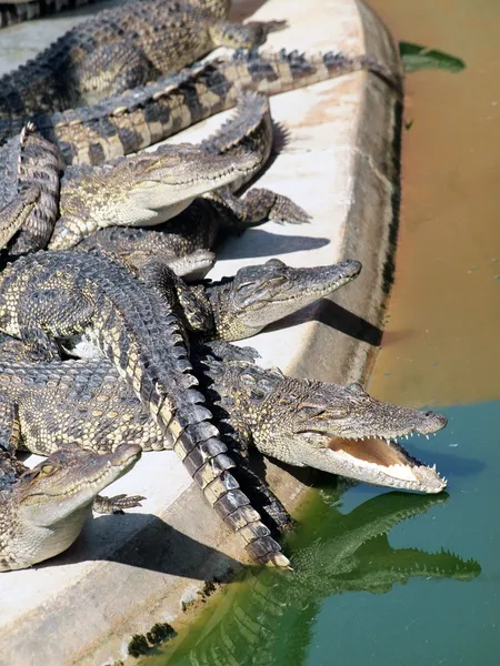 Krokodiler på nära håll i thailand — Stockfoto