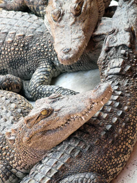 Cocodrilos de cerca en Tailandia —  Fotos de Stock