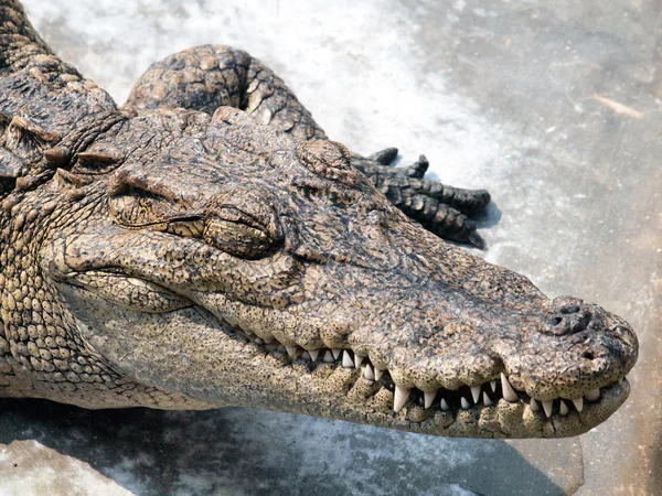 Крокодилы закрываются в Таиланде — стоковое фото
