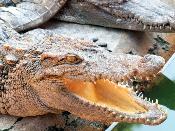 Krokodiler på nära håll i thailand — Stockfoto