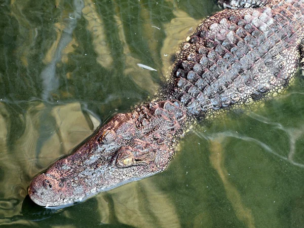 Krokodile aus nächster Nähe in Thailand — Stockfoto