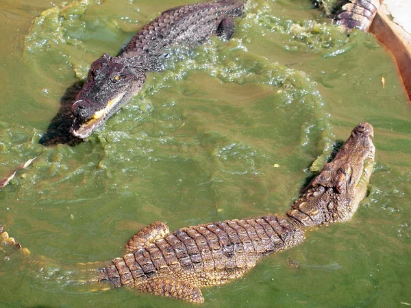 Crocodilos de perto na Tailândia — Fotografia de Stock
