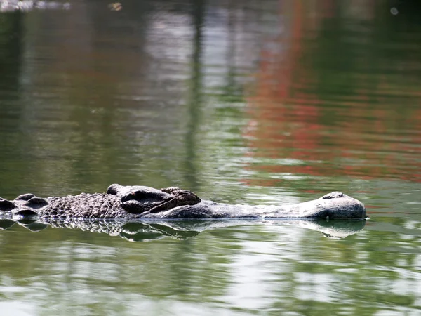 Krokodile aus nächster Nähe in Thailand — Stockfoto