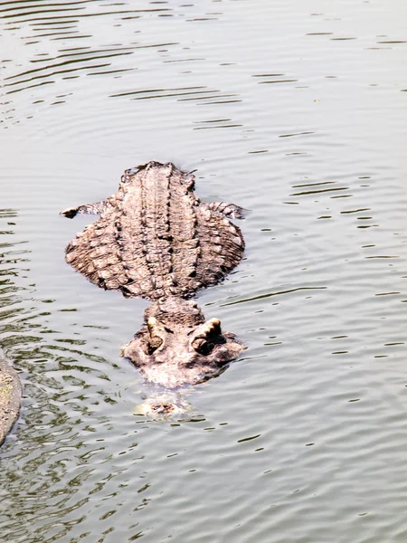 Crocodiles proches en Thaïlande — Photo