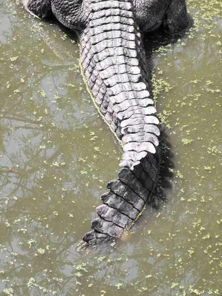 Krokodiller tæt på i Thailand - Stock-foto