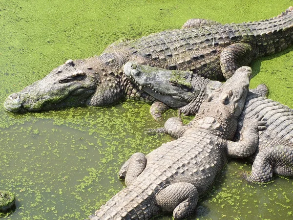 Crocodilos de perto na Tailândia — Fotografia de Stock