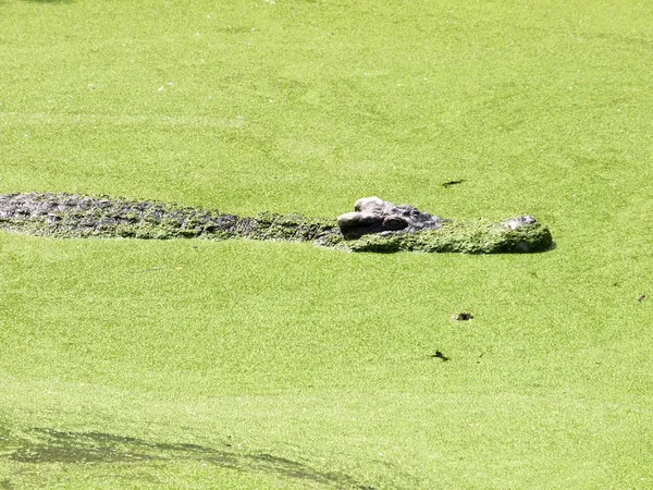 Crocodiles proches en Thaïlande — Photo