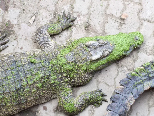 Cocodrilos de cerca en Tailandia —  Fotos de Stock