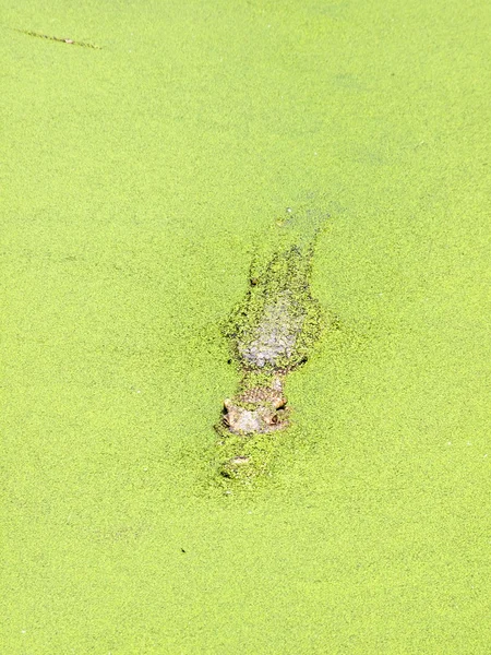 Krokodile aus nächster Nähe in Thailand — Stockfoto