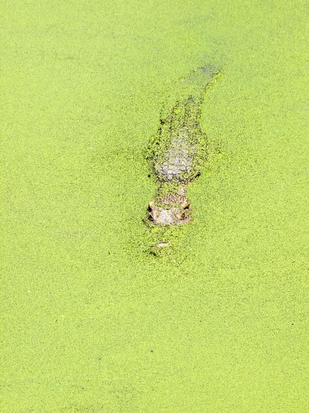 Crocodiles proches en Thaïlande — Photo