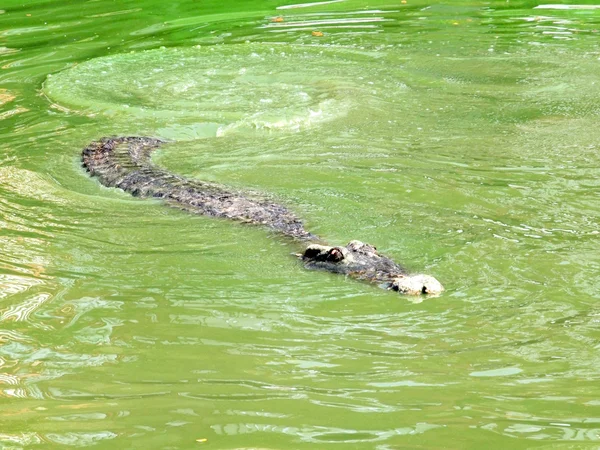 Krokodilok közelről, Thaiföld — Stock Fotó