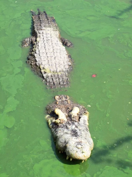 Crocodilos de perto na Tailândia — Fotografia de Stock