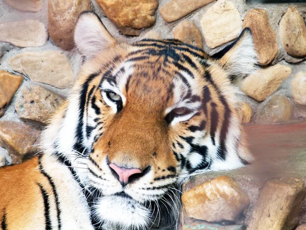 Koninklijke Bengaalse tijger — Stockfoto