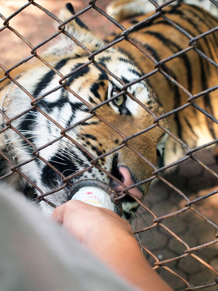 Royal bengal tiger