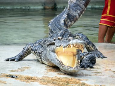 Tayland'da timsahlar yakın çekim