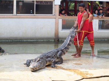 Samutprakarn, Tayland - 21 Aralık: Timsah Timsah çiftliği'nde 21 Aralık 2013 samutprakarn, thaila nd göster. Bu heyecan verici show turizm ve Tay insanlar arasında çok ünlü arasında