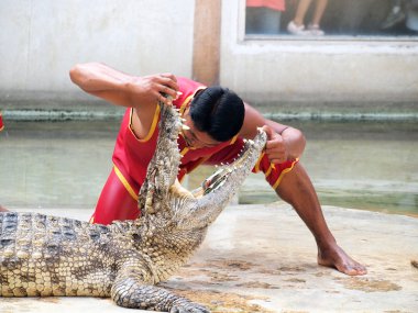 Samutprakarn, Tayland - 21 Aralık: Timsah Timsah çiftliği'nde 21 Aralık 2013 samutprakarn, thaila nd göster. Bu heyecan verici show turizm ve Tay insanlar arasında çok ünlü arasında