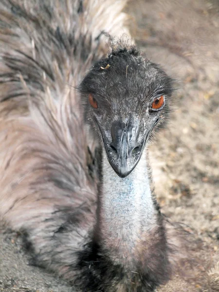 Emu bardzo ekspresyjny portret na zoo — Zdjęcie stockowe