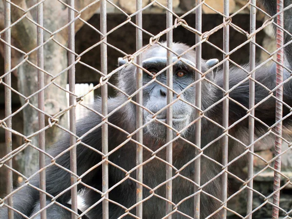 Monkey in a cage — Stock Photo, Image