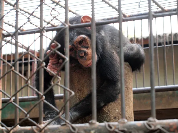 Monkey in a cage — Stock Photo, Image