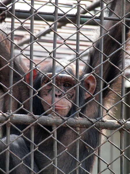 Scimmia in gabbia — Foto Stock