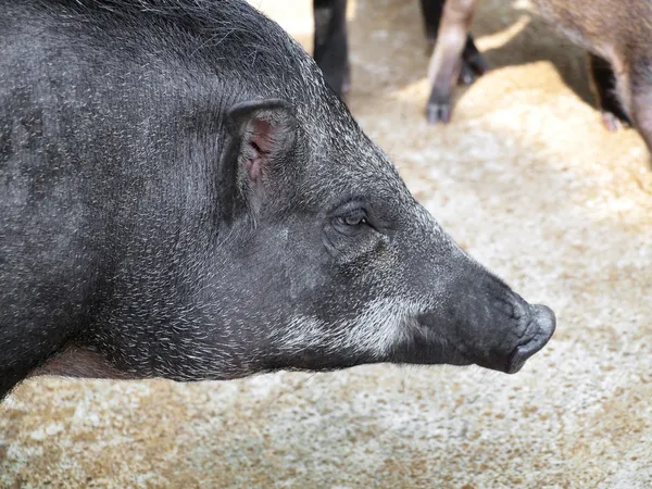 Porcs sauvages en cage — Photo