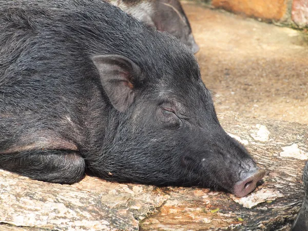 Caged wild hogs — Stock Photo, Image