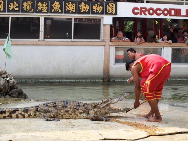 SAMUTPRAKARN, THAILAND - 21 de dezembro: show de crocodilo na fazenda de crocodilos em 21 de dezembro de 2013 em Samutprakarn, Thaila nd. Este show emocionante é muito famoso entre os turistas e tailandeses — Fotografia de Stock