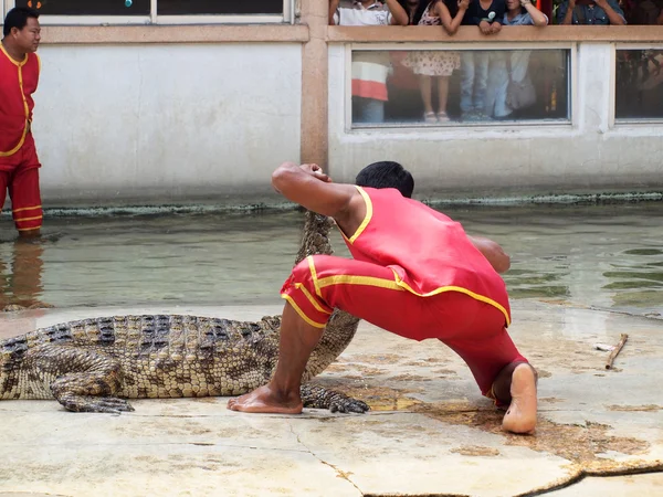 SAMUTPRAKARN, THAILAND - 21 de dezembro: show de crocodilo na fazenda de crocodilos em 21 de dezembro de 2013 em Samutprakarn, Thaila nd. Este show emocionante é muito famoso entre os turistas e tailandeses — Fotografia de Stock