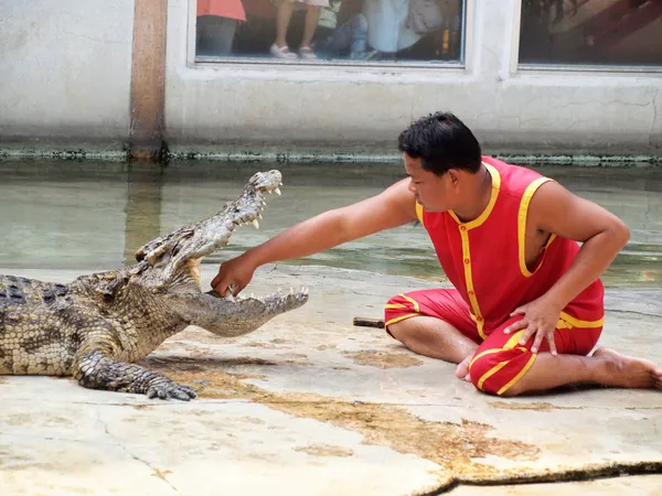 SAMUTPRAKARN, THAÏLANDE - 21 DÉCEMBRE : exposition de crocodiles à la ferme de crocodiles le 21 décembre 2013 à Samutprakarn, Thaila nd. Ce spectacle passionnant est très célèbre parmi les touristes et les Thaïlandais — Photo