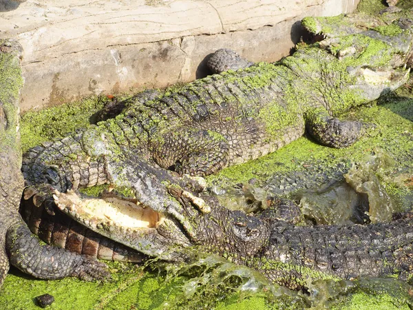 Cocodrilos de cerca en Tailandia —  Fotos de Stock