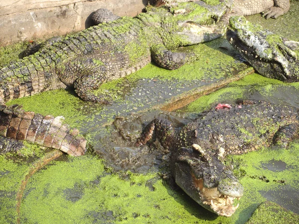 Crocodiles close up in Thailand — Stock Photo, Image