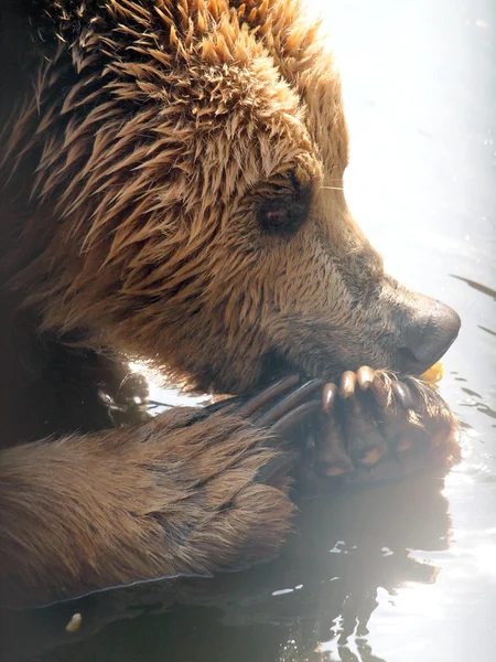 Orso bruno — Foto Stock