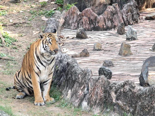 로얄 벵갈 호랑이 — 스톡 사진
