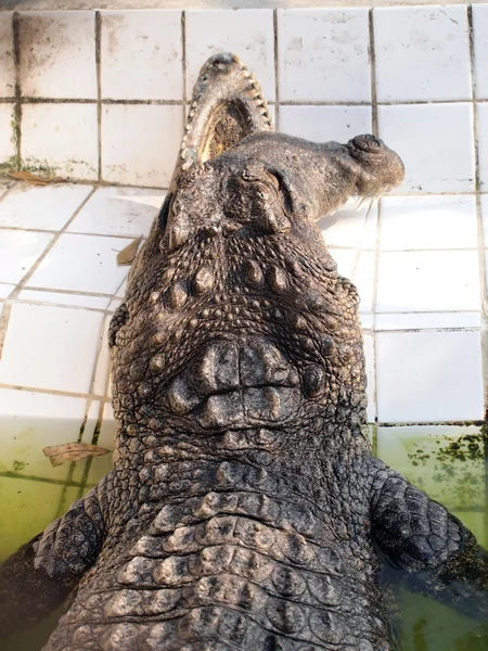 Инвалидность крокодилов — стоковое фото