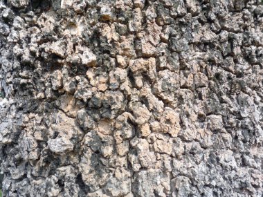 Ağaç kabuğu dokusu