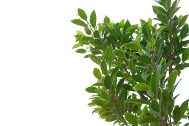 Yeşil yaprak dokusunu kapat