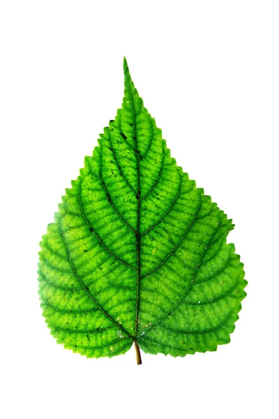 Közeli Zöld Levél Textúra — Stock Fotó