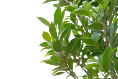 Yeşil yaprak dokusunu kapat