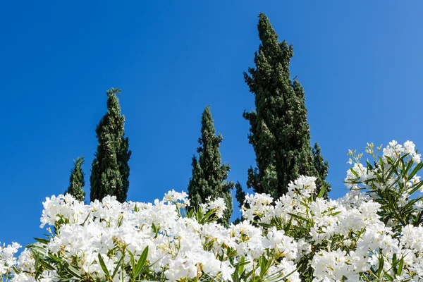 split, Hırvatistan yakın planda Selvi ve beyaz çiçekler