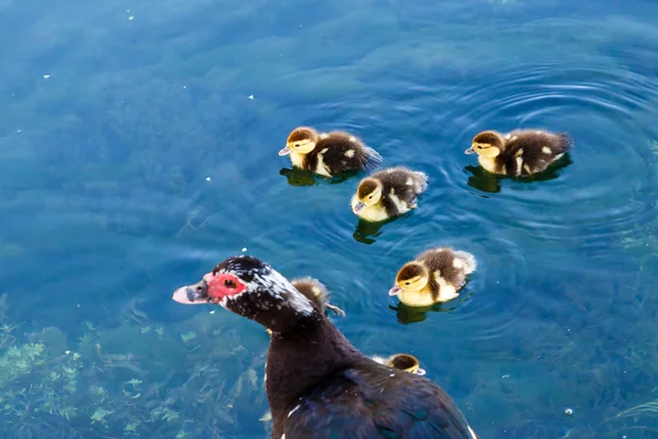Duck and Baby Ducklings in the Water, Split, Croatia — Stock Photo, Image