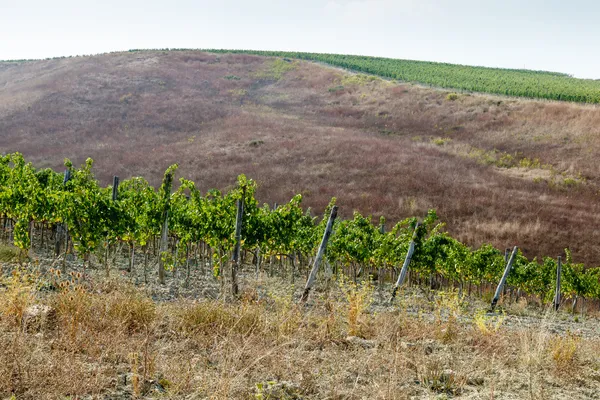 Hermosas filas de uvas Brunello en un viñedo en Montalcino, T — Foto de Stock