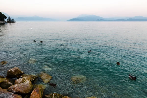 Hermosos patos deslizándose sobre la superficie del agua del lago de Garda, Sirm —  Fotos de Stock