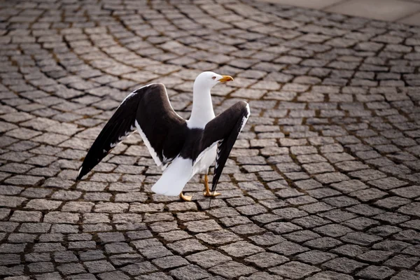 Graceful Seagull Walking on Stockholm Cobbled Street, Suécia — Fotografia de Stock